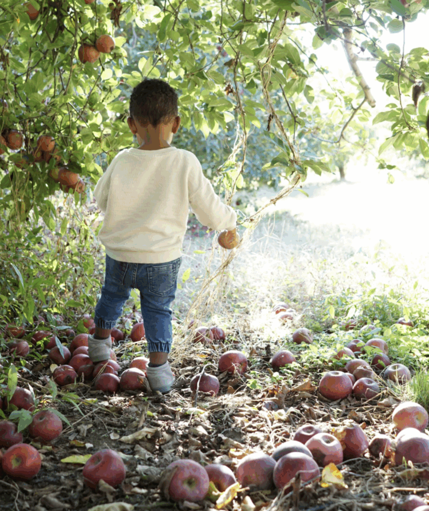 child picking apples in an orchard BJ Reece