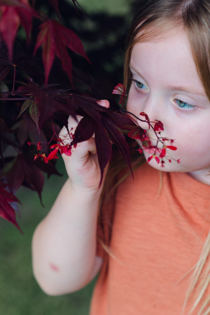 little girl smelling small ruby blooms from a Japanese maple tree 